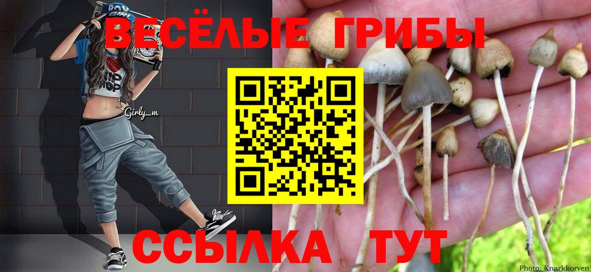 где купить наркотик  Вход с VPN  Черногорск  Галлюциногенные грибы Psilocybine cubensis 